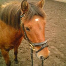 Anden særlig race Bertram