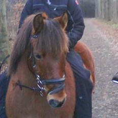 Anden særlig race Bertram