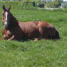 Anden særlig race lucas