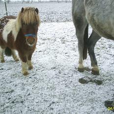 Anden særlig race Osvald (opr. af passer)