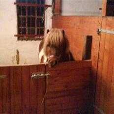 Anden særlig race Osvald (opr. af passer)