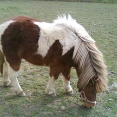 Anden særlig race Osvald (opr. af passer)