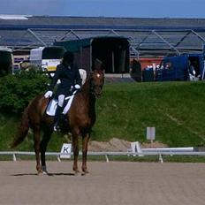 Dansk Varmblod Kia SOLGT