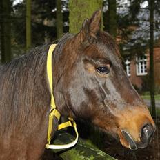 Anden særlig race Coco R.I.P