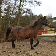 Anden særlig race Coco R.I.P