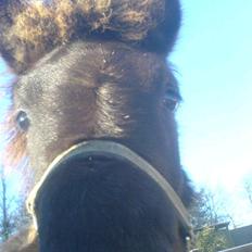 Islænder Frekjur fra gl. Vindinge