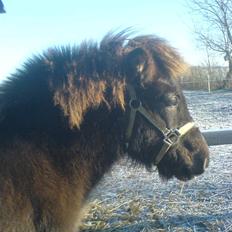 Islænder Frekjur fra gl. Vindinge