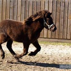 Islænder Frekjur fra gl. Vindinge