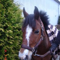 Welsh Pony af Cob-type (sec C) -Kenzo