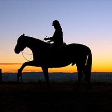 Dansk Varmblod Kananka skovgaard