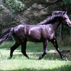 New Forest Vestergaards Zeus