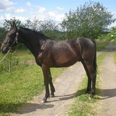 Dansk Varmblod Zorba