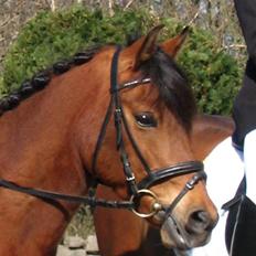 Anden særlig race Stardust(Duddi)