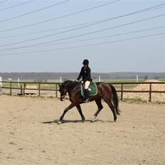 Anden særlig race Brahsal's City Glam_SOLGT