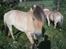 Fjordhest Fnug Halsnæs - Fnug og min gamle pony Staldbines Tjalfe på græs :) Noget de nyder 