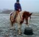 Anden særlig race Dusty
