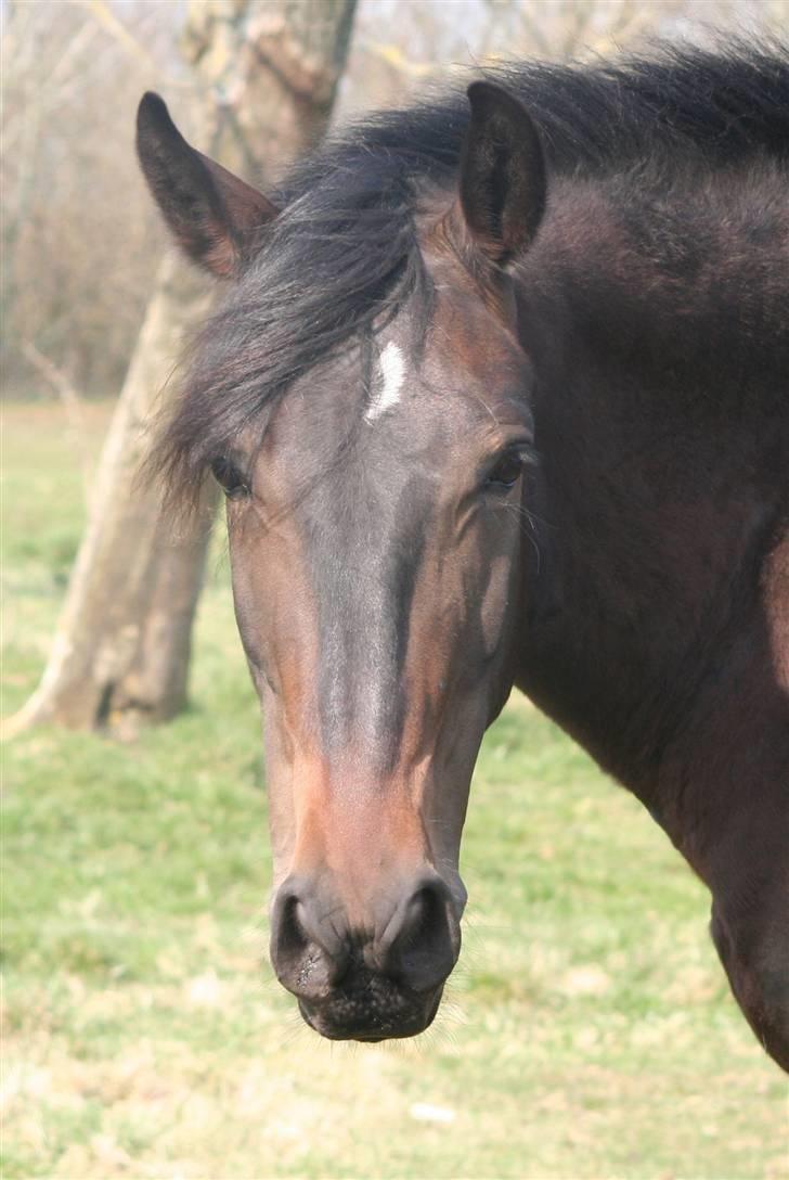 Oldenborg Bøgelygård's Aske - smukke! billede 3