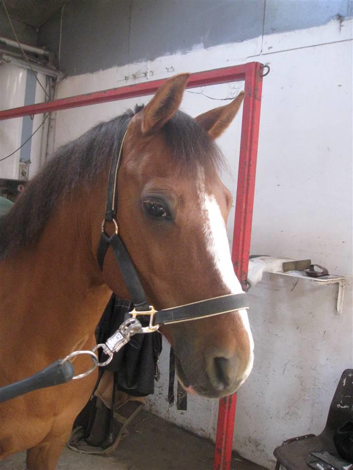 Anden særlig race Fantasi  - Velkommen til Fantasi´s profil! <3  billede 2