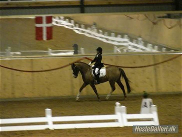 Anden særlig race Fantasi  - Fantasi <3 - til stævne i hedensted med sin forrigere ejer. billede 4