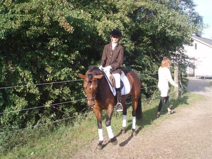 DSP Bæklunds Angeli - SOLGT billede 2