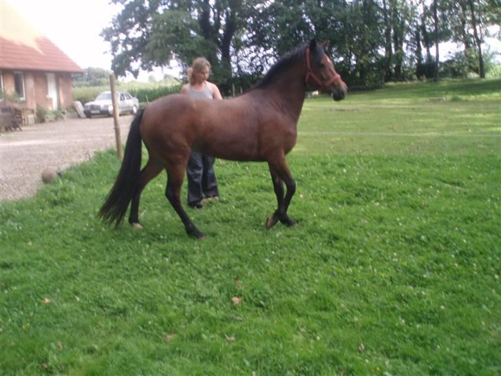 DSP Bæklunds Angeli - SOLGT billede 3