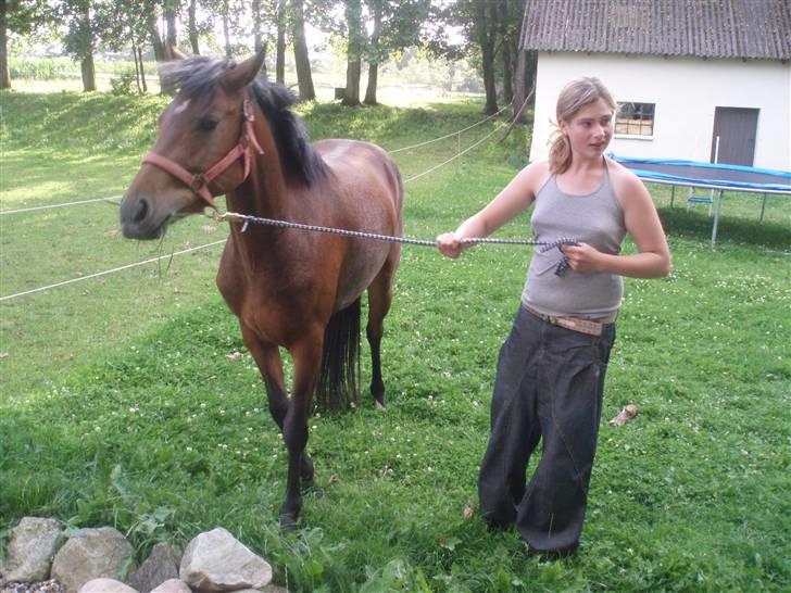 DSP Bæklunds Angeli - SOLGT billede 4