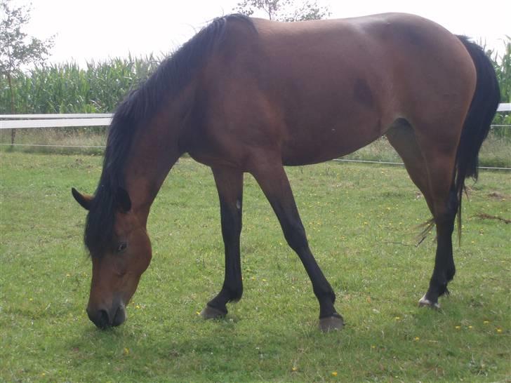 DSP Bæklunds Angeli - SOLGT billede 5