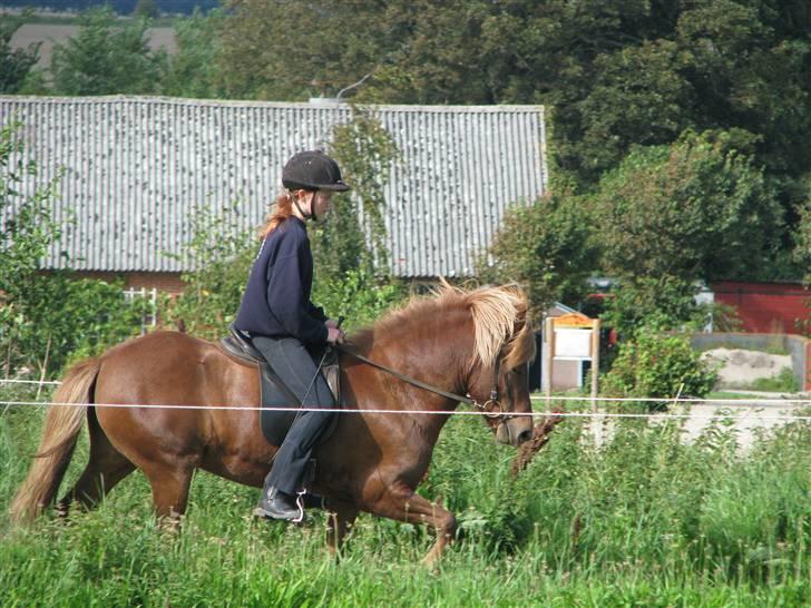 Islænder Svala fra Bonderup billede 15