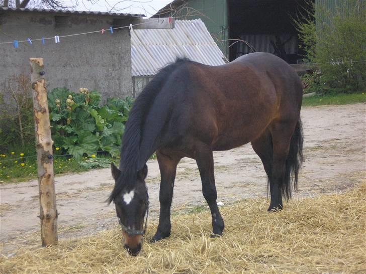Connemara Bobby Af Boest-Nørregaard - Lidt sommer fed ;O <3 Sommer 08 billede 11