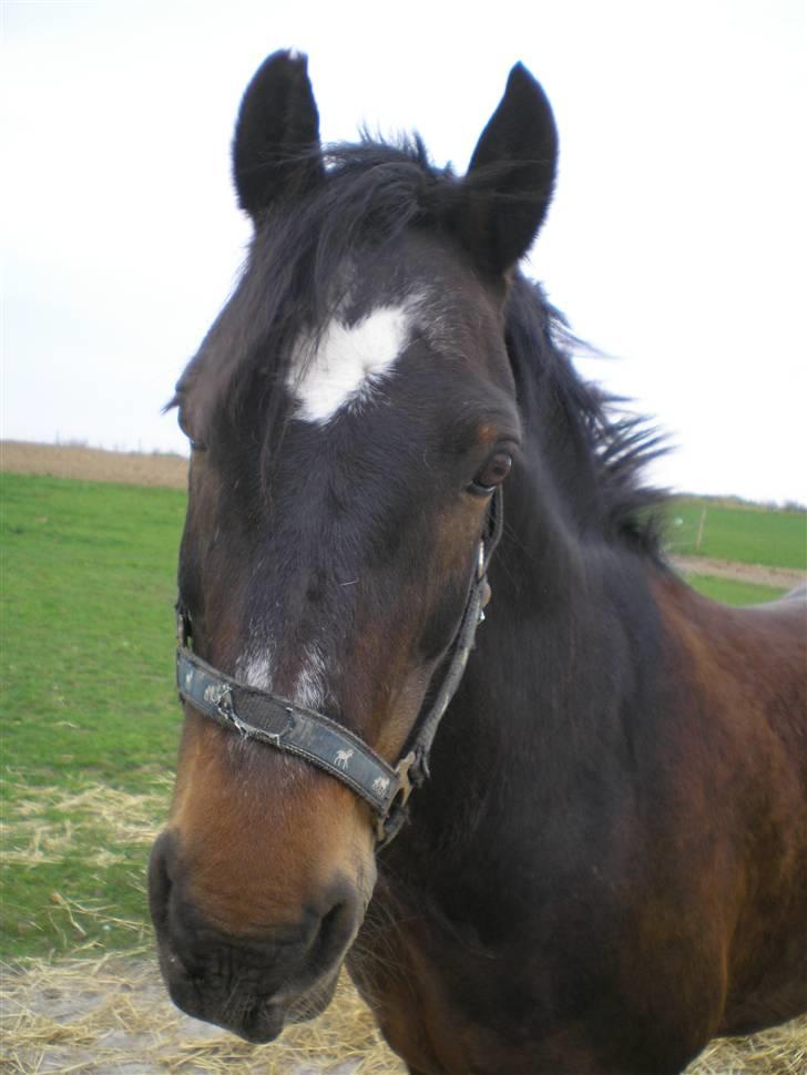 Connemara Bobby Af Boest-Nørregaard - Hej Grimme? ;*  Sommer 08 - Elsker dig!(L) billede 12