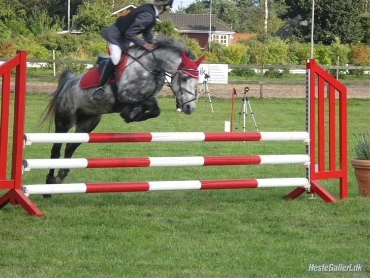 Anden særlig race Black Star - B pony<3 billede 8