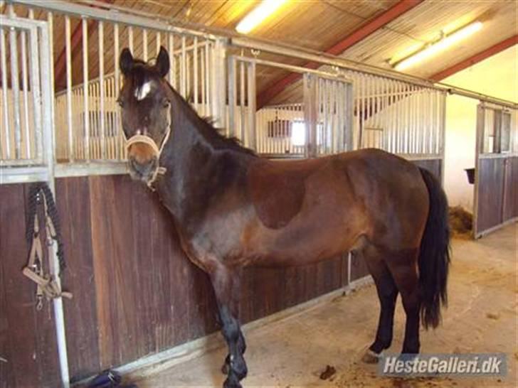 Connemara Bobby Af Boest-Nørregaard - Miin!! (L) Sommer 08 billede 13