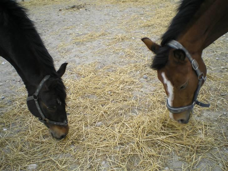 Connemara Bobby Af Boest-Nørregaard - POnyerne - Sommer 08 billede 14