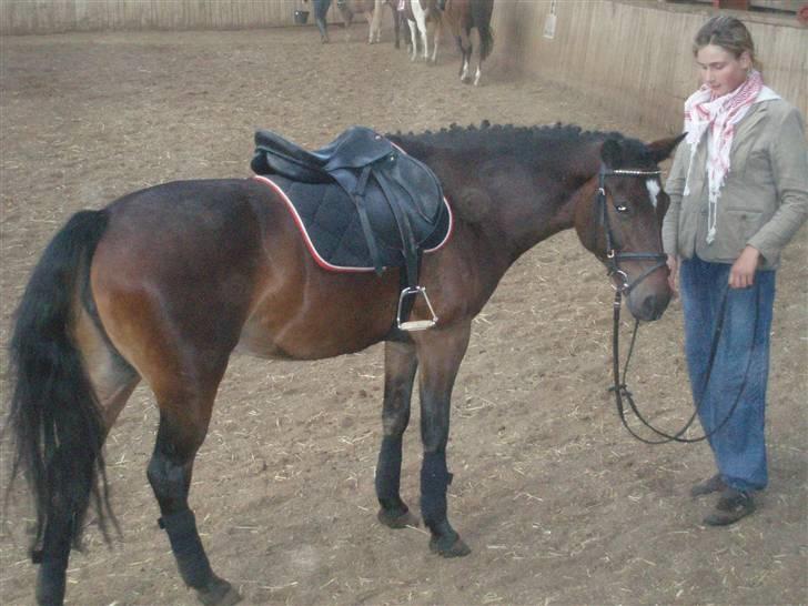 DSP Bæklunds Malacca - SOLGT billede 13