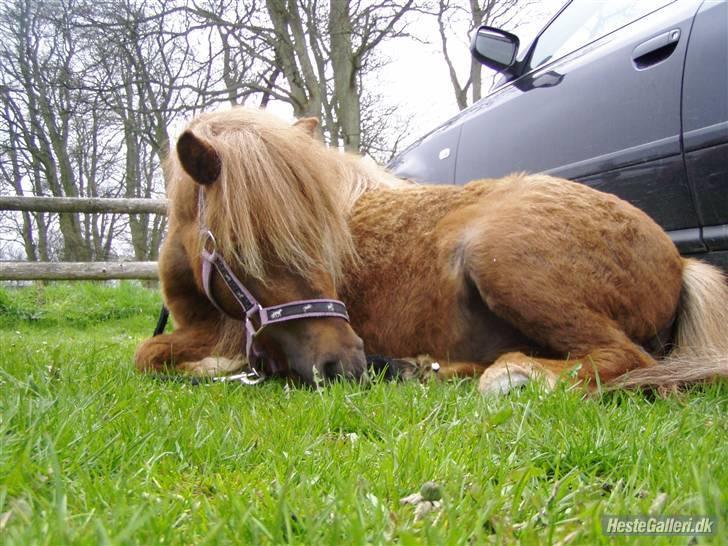 Shetlænder Søndergårds Frida - Frida der lægger ned på Dorthealyst billede 2
