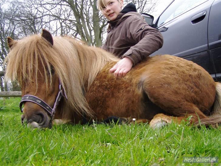 Shetlænder Søndergårds Frida - Frida og min søster (Charlotte N) billede 3