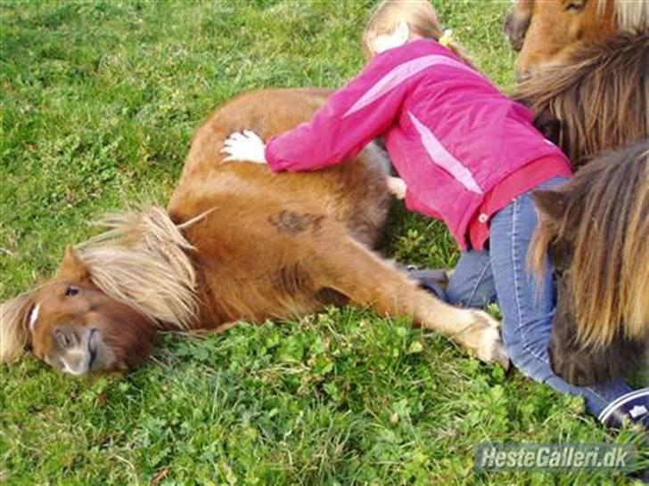 Shetlænder Søndergårds Frida - Mig der klør Frida på maven billede 4