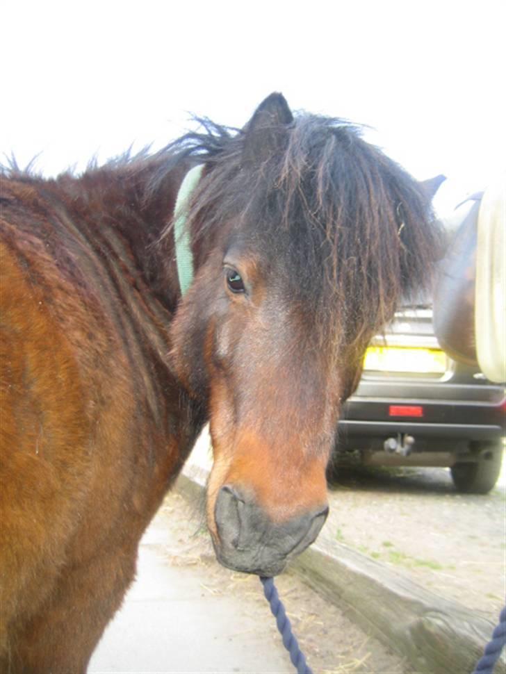 Anden særlig race Claus<3Gammel passerSOLGT - søde Claus:) billede 4