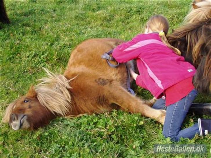 Shetlænder Søndergårds Frida - Tjek lige hendes udtryk dx billede 5