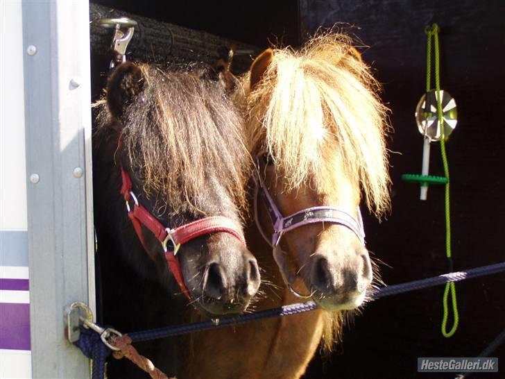 Shetlænder Søndergårds Frida - Frida og hendes bedste ven Jessica i traileren på Dorthealyst :D billede 6