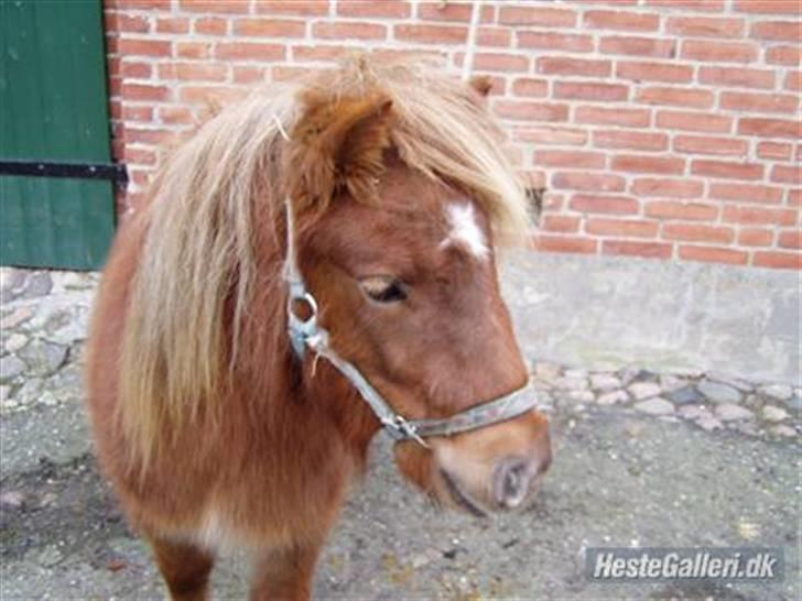 Shetlænder Søndergårds Frida - Fridas baby-nuttede-mini-hoved xD billede 7