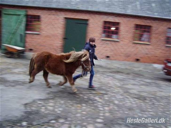 Shetlænder Søndergårds Frida - Frida i trav billede 8