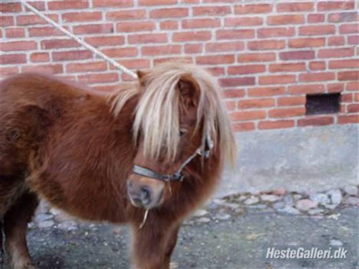 Shetlænder Søndergårds Frida - Frida der er bundet billede 9