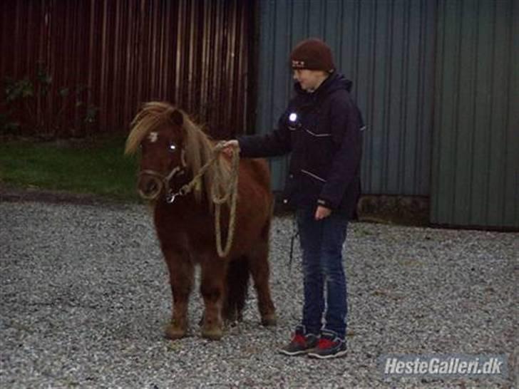 Shetlænder Søndergårds Frida - Mig og Frida billede 10