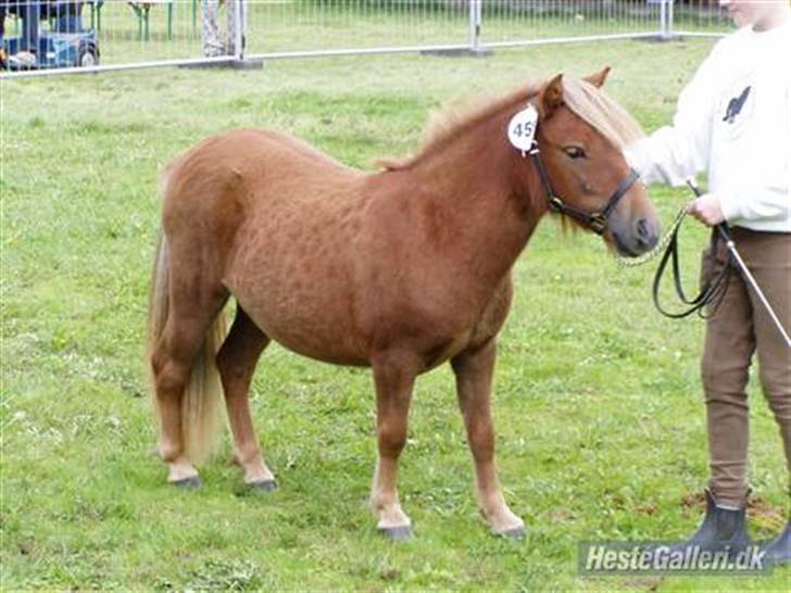 Shetlænder Søndergårds Frida - Frida på St. hestedag. Hun vandt sin klasse!! billede 11