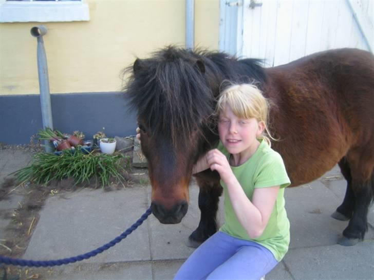 Anden særlig race Claus<3Gammel passerSOLGT - han har verdens sødeste mule:P billede 5