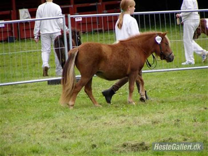 Shetlænder Søndergårds Frida - 9 i skridt :D billede 12
