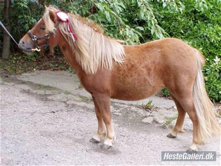 Shetlænder Søndergårds Frida - Derhjemme med roset fra St. Hestedag billede 13