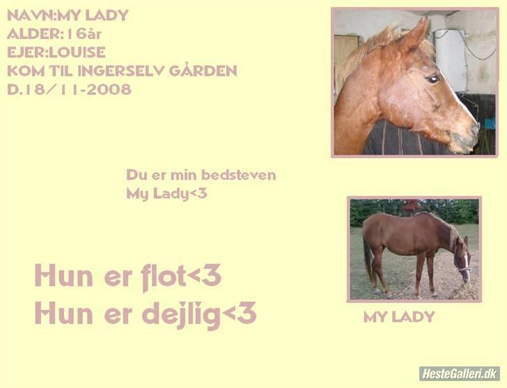 Hollandsk Sportspony My lady  billede 9