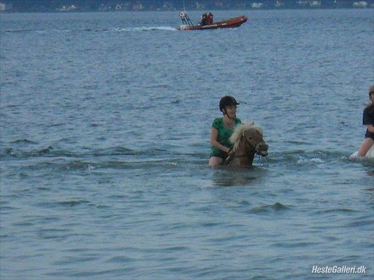 Anden særlig race Lukas - Svømme :D billede 8